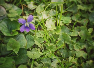 flower caren howard eastambrosia freelance consulting online communications branding events startup