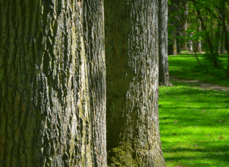 help online branding social media for dental and medical practice small business event planning event design management events dc maryland md ca caren howard owner ceo consulting